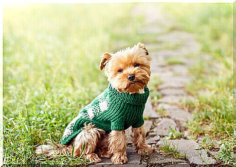 Dog in a coat: autumn fashion for dogs