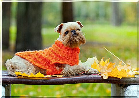 Dog in orange sweater