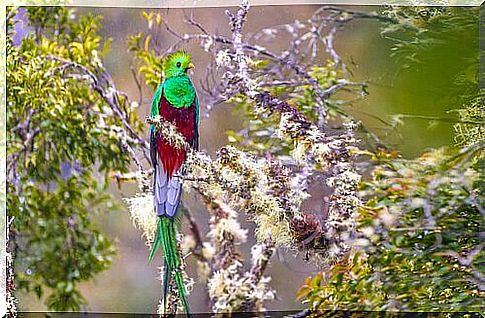 quetzal bird