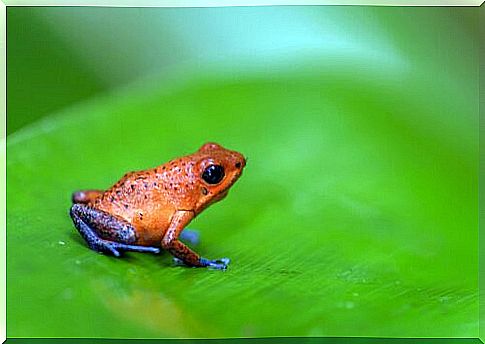 Arrowhead Toad