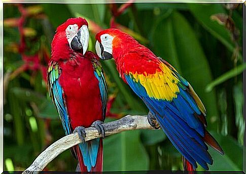 red macaw