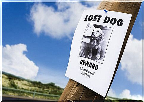 lost animal ad