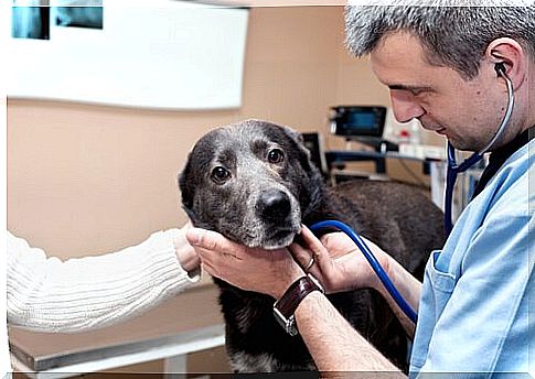 dog at the veterinarian