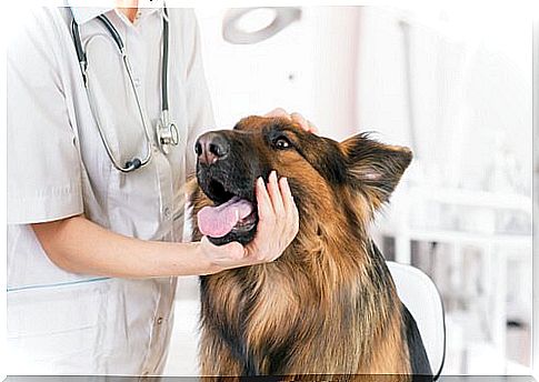 dog at the veterinarian