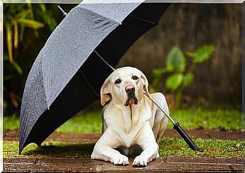 Tips for if the dog refuses to go out in the rain