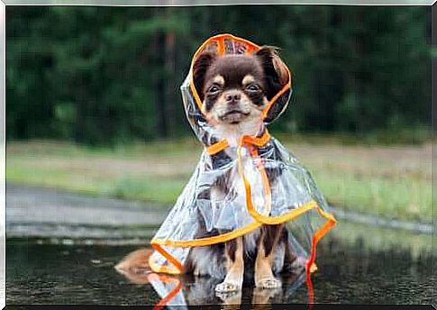 Dogs and the fear of rain