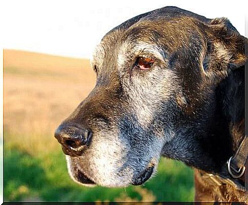 White hair in dogs: a sign of premature aging?