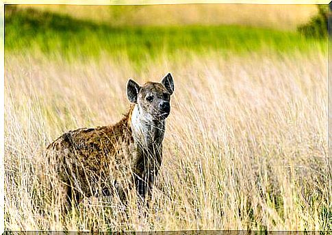 Why are there no hyenas in Europe?