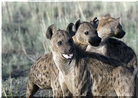 hyenas in europe