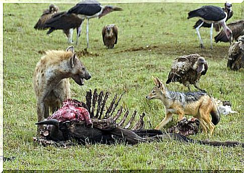 hyena eat carrion