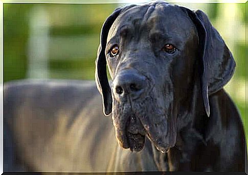 Why do giant dogs live less?