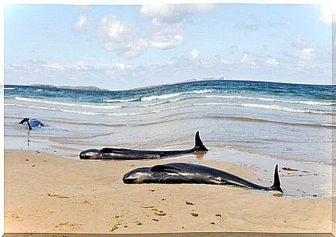 Dead cetaceans on the beach