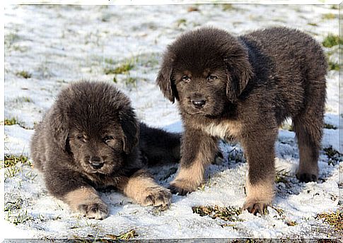 Tibetan-mastin-among-the-most-expensive dogs