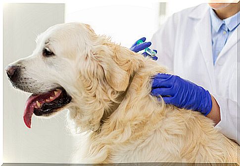 Why is preventive medicine important for our pets?