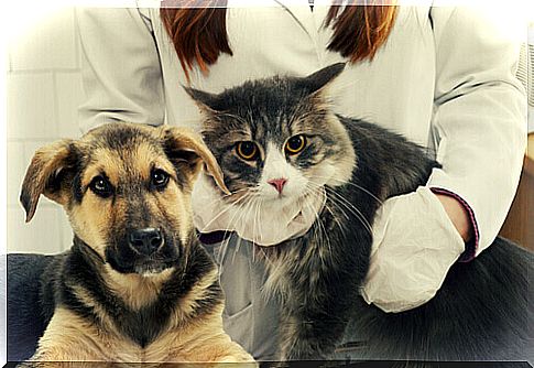 dog-cat-veterinarian