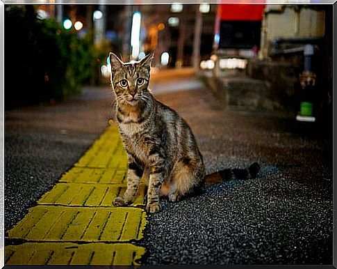 feline colonies