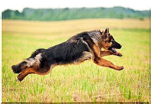 german shepherd running