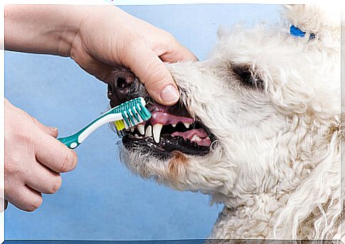 owner brushing the teeth of a poodle dog